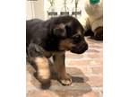 Bear Lily Labrador Retriever Puppy Male