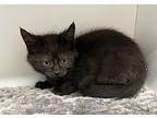 Harry Domestic Shorthair Kitten Male