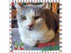 JC Domestic Shorthair Adult Male