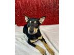 Kris Australian Cattle Dog Young Female