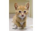 Nugget Domestic Shorthair Kitten Male