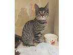 Malia Domestic Shorthair Kitten Female