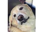 Daisy Labrador Retriever Senior Female