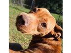 Gizzi American Staffordshire Terrier Young Female