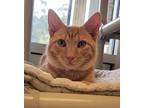 Posey Domestic Shorthair Young Male