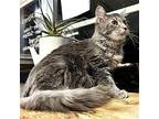 PK KITTY Domestic Mediumhair Young Male