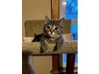 Rory Domestic Shorthair Kitten Female