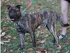 Rocky - MEET ME 12/16/23! Mountain Cur Young Male