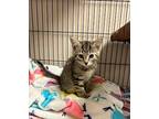 Colossus Domestic Shorthair Kitten Male