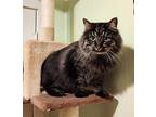 Dickson - therapy cat Persian Adult Male