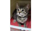 69336A He-PetSmart West Ashley Domestic Shorthair Kitten Male