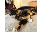 Pterodactyl & Velociraptor Domestic Shorthair Kitten Female