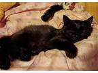 Luna Domestic Longhair Kitten Female