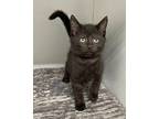 Hobie Domestic Shorthair Kitten Male