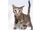 Scarlett Domestic Shorthair Young Female