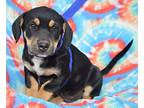 Dallas Dachshund Puppy Male