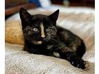 Princess Thunder Domestic Shorthair Kitten Female