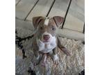 Quinley American Pit Bull Terrier Puppy Female