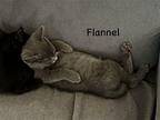 Flannel Domestic Shorthair Young Male