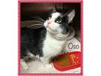 OSO Domestic Shorthair Adult Male