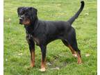 Xena Rottweiler Adult Female