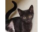 Pink Litter : FUSCIA Domestic Shorthair Kitten Female
