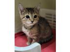 69337A She-PetSmart West Ashley Domestic Shorthair Kitten Female