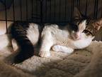 Esmeralda Domestic Shorthair Young Female