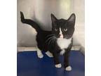 Carmela ~ Available at PetSmart Warsaw, IN Domestic Shorthair Kitten Female