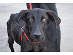 Monty Labrador Retriever Puppy Male