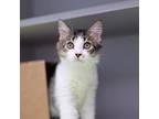 FeFe Domestic Shorthair Young Female