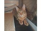 Soup Domestic Shorthair Kitten Male