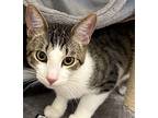 Cameron Domestic Shorthair Young Male
