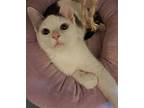 Steven Domestic Shorthair Young Male