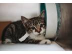 69698A Scruffles Domestic Shorthair Young Female