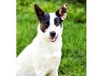 SUGAR BABE HAPPY DOG Australian Cattle Dog Young Female