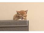 Garfield Domestic Shorthair Kitten Male