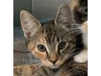 Mona Lisa Domestic Shorthair Kitten Female