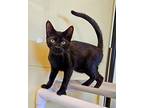 Swiss Domestic Shorthair Young Male