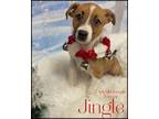 Jingle Terrier (Unknown Type, Medium) Puppy Female