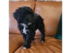 Portuguese Water Dog Puppy for sale in Claypool, IN, USA