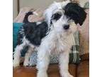 Portuguese Water Dog Puppy for sale in Claypool, IN, USA