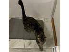 Tenora Domestic Shorthair Adult Female