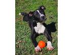 Andres Felipe Waller American Pit Bull Terrier Puppy Male