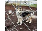 Native American Indian Dog Puppy for sale in Shaftsbury, VT, USA