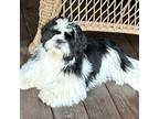 Shih Tzu Puppy for sale in Suches, GA, USA
