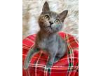 Cecely, Russian Blue For Adoption In Tomball, Texas