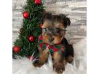 Yorkshire Terrier Puppy for sale in Miami, FL, USA