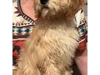 Goldendoodle Puppy for sale in Elbert, CO, USA