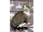 Adopt LEXIE a American Shorthair